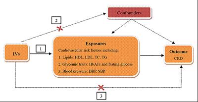 Causal Effects of Genetically Predicted Cardiovascular Risk Factors on Chronic Kidney Disease: A Two-Sample Mendelian Randomization Study